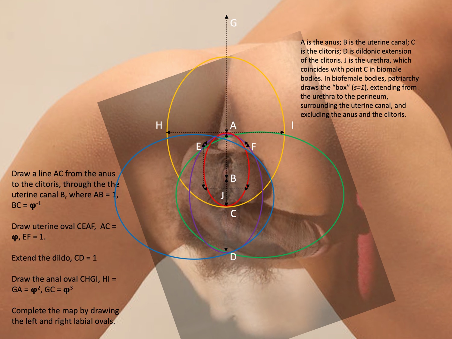 Джоан Брукс, «Измерения φ узла», 2017. Из серии «Диагностические карты». Левая колонка: Начертите линию AC от ануса к клитору, через вход в утробу B, где AB = 1, BC = φ-1 Начертите утробный овал CEAF, AC = φ, EF = 1 Продлите дилдо, CD = 1 Начертите анальный овал CHGI, HI =  GA = φ2, GC = φ3 Завершите схему, начертив левый и правый овалы губ. Правая колонка: А это анус; B это вход в утробу; C это клитор; D это дильдоническое расширение клитора. J это уретра, которая совпадает с точкой C в биомужских телах. В биоженских телах патриархат чертит «ящик» (s=1), простирающийся от уретры до промежности, окружающий утробный канал и исключающий анус и клитор.